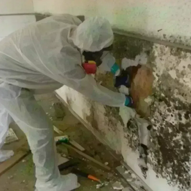 Mold Remediation and Removal in Ilion, NY